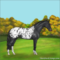 Horse Color:Blue Roan Appaloosa 