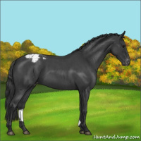 Horse Color:Blue Roan Varnish 