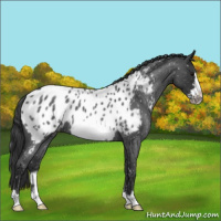 Horse Color:Blue Roan Frame Appaloosa