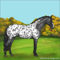 Horse Color:Blue Roan Near Leopard 