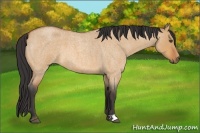 Horse Color:Unknown 