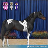 Horse Color:Liver Chestnut Tobiano 