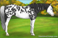 Horse Color:Blue Roan Splash Appaloosa