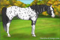 Horse Color:Blue Roan Splash Near Leopard