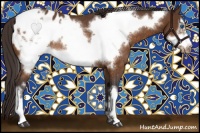 Horse Color:Buckskin Frame Appaloosa Rabicano 