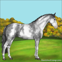 Horse Color:White Spotted Blue Roan Varnish 