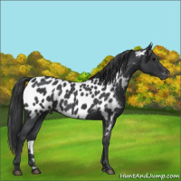 Horse Color:Blue Roan Appaloosa 
