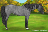 Horse Color:Blue Roan Varnish 