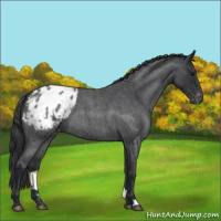 Horse Color:Blue Roan Varnish 