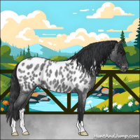 Horse Color:Blue Roan Appaloosa 