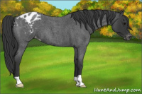 Horse Color:Blue Roan Varnish 