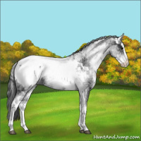 Horse Color:White Spotted Black Splash Snowcap