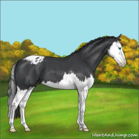 Horse Color:Blue Roan Splash Appaloosa 