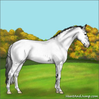 Horse Color:White Spotted Blue Roan Appaloosa