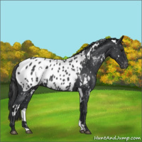 Horse Color:White Spotted Blue Roan Appaloosa 