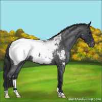 Horse Color:Blue Roan Snowcap 