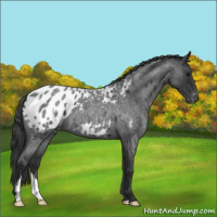 Horse Color:Blue Roan Appaloosa 