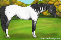 Horse Color:Blue Roan Snowcap 