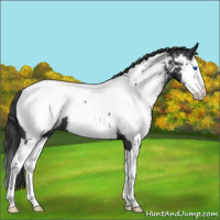 Horse Color:Blue Roan Splash Appaloosa 