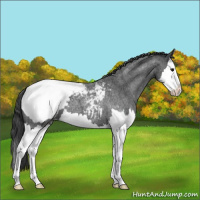 Horse Color:Blue Roan Splash Snowcap 