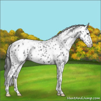 Horse Color:Blue Roan Leopard 