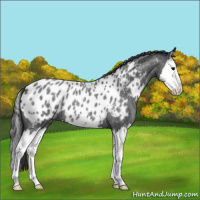 Horse Color:Blue Roan Splash Near Leopard 