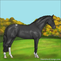 Horse Color:Blue Roan Varnish 