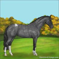 Horse Color:Blue Roan Snowflake Varnish