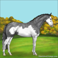 Horse Color:Blue Roan Splash Frame Appaloosa 