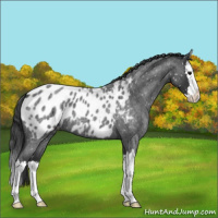 Horse Color:Blue Roan Splash Appaloosa 