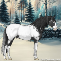 Horse Color:Blue Roan Splash Appaloosa