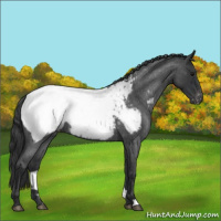 Horse Color:Blue Roan Snowcap 