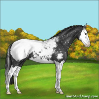 Horse Color:Blue Roan Splash Snowcap 