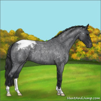 Horse Color:Blue Roan Snowflake Varnish