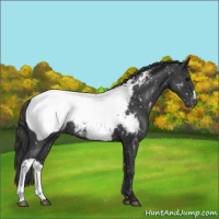 Horse Color:Blue Roan Appaloosa 