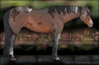 Horse Color:White Spotted Brown Ice Rabicano 