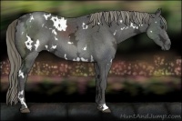 Horse Color:White Spotted Liver Chestnut Ice Mushroom