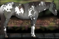 Horse Color:White Spotted Liver Chestnut Ice 