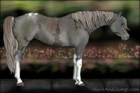 Horse Color:Liver Chestnut Ice Mushroom Tobiano Rabicano 