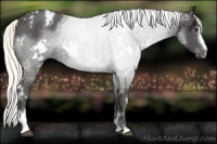 Horse Color:White Spotted Liver Chestnut Ice Mushroom Sabino 