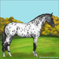 Horse Color:White Spotted Blue Roan Near Leopard 