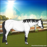 Horse Color:Blue Roan Near Fewspot 