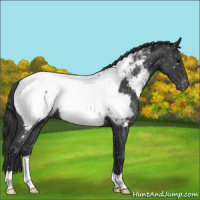 Horse Color:Blue Roan Appaloosa 