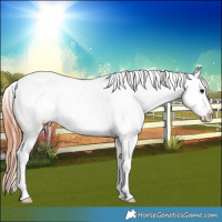 Horse Color:Blue Roan Fewspot 