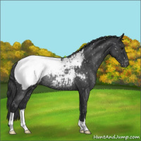 Horse Color:Blue Roan Snowcap Rabicano 