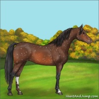 Horse Color:Bay Appaloosa