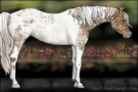 Horse Color:Chocolate Palomino Ice Tobiano 