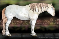 Horse Color:White Spotted Gold Champagne Ice Splash