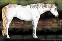 Horse Color:White Spotted Chestnut Ice Frame 