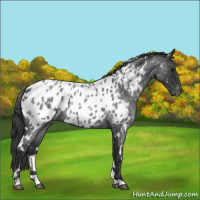 Horse Color:White Spotted Blue Roan Appaloosa 